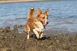 CORGI CARDIGAN 201